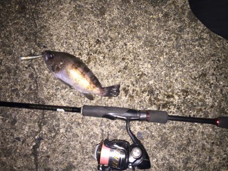 今日もメバリング